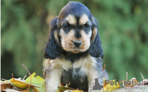 Zdjęcie №1. cocker spaniel angielski - na sprzedaż w Berlin | 1088zł | Zapowiedź №101236