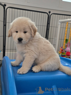 Zdjęcie №3. Piękne szczenięta rasy golden retriever szukają swoich domów na stałe. Grecja