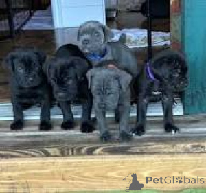 Zdjęcie №1. cane corso - na sprzedaż w Madryt | 4066zł | Zapowiedź №166007
