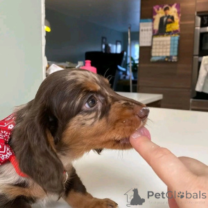 Zdjęcie №3. Adopcja mini-dackelwelpen zur. Niemcy