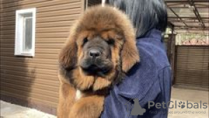 Zdjęcie №1. mastif tybetański - na sprzedaż w Samara | negocjowane | Zapowiedź №10236