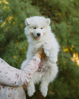 Dodatkowe zdjęcia: Samoyed. Chłopcy