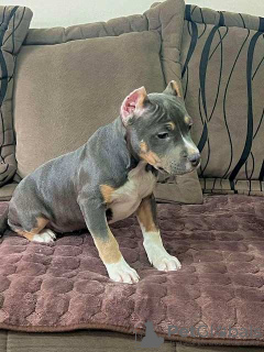 Dodatkowe zdjęcia: Pit Bull Bluenose Blue Merle