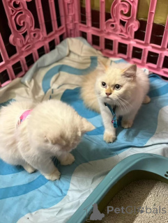 Zdjęcie №3. perserkatt aż do salu. Niemcy