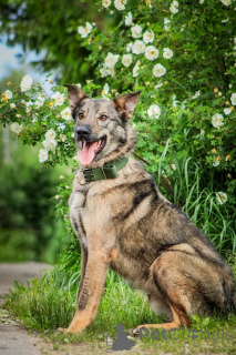 Zdjęcie №3. Młoda piosenka Sparka szuka rodziny.. Federacja Rosyjska