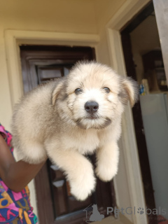 Zdjęcie №2 do zapowiedźy № 172950 na sprzedaż  lhasa apso - wkupić się Ekwador prywatne ogłoszenie
