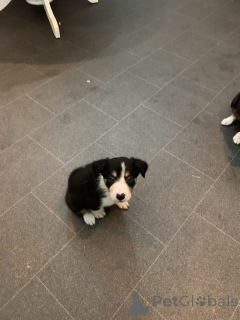 Zdjęcie №3. Border Dreifarbige Collies. Niemcy