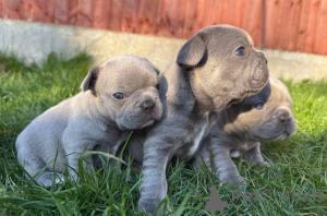 Zdjęcie №1. amerykański pitbulterier - na sprzedaż w Zürich | 2870zł | Zapowiedź №142817