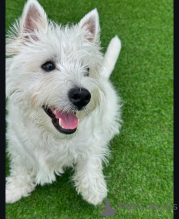 Zdjęcie №4. Sprzedam west highland white terrier w Brighton i Hove. hodowca - cena - 2795zł