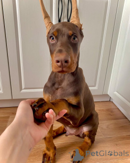 Zdjęcie №1. doberman - na sprzedaż w Гамбург | 4544zł | Zapowiedź №138743