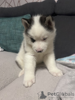 Zdjęcie №2 do zapowiedźy № 133732 na sprzedaż  husky syberyjski - wkupić się USA prywatne ogłoszenie