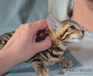 Zdjęcie №4. Sprzedam kot bengalski w Jekaterynburg. od żłobka - cena - 2056zł