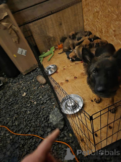 Zdjęcie №3. Szczenięta owczarek górski!!!..WhatsApp mnie pod numerem 44 7453 907158. Wielka Brytania