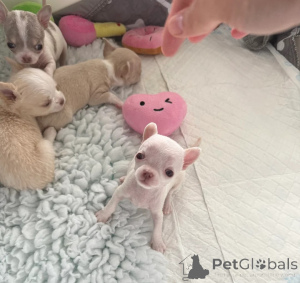 Zdjęcie №1. chihuahua (rasa psów) - na sprzedaż w Bournemouth | negocjowane | Zapowiedź №160521