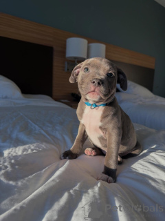 Zdjęcie №1. staffordshire bull terrier - na sprzedaż w Berlin | negocjowane | Zapowiedź №177906
