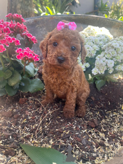 Zdjęcie №1. pudel (zabawka) - na sprzedaż w Augsburg | negocjowane | Zapowiedź №166132