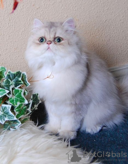 Zdjęcie №4. Sprzedam kot brytyjski długowłosy w Leipzig. prywatne ogłoszenie, hodowca - cena - negocjowane