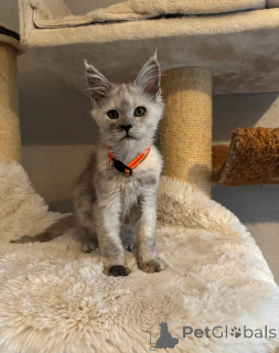 Zdjęcie №4. Sprzedam maine coon w Bellingham. prywatne ogłoszenie - cena - negocjowane