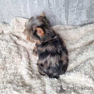 Zdjęcie №4. Sprzedam yorkshire terrier w Berlin. prywatne ogłoszenie, ze schronu - cena - 2631zł