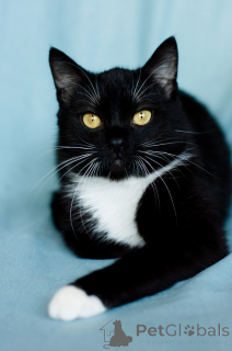 Zdjęcie №4. Sprzedam  w Mińsk. prywatne ogłoszenie - cena - Bezpłatny