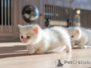 Zdjęcie №1. munchkin - na sprzedaż w Vadutz | 1674zł | Zapowiedź № 152070