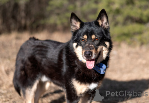 Zdjęcie №4. Sprzedam pies nierasowy w Rzeka Moskwa. prywatne ogłoszenie - cena - Bezpłatny
