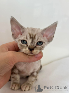 Zdjęcie №4. Sprzedam devon rex w Nowy Jork. hodowca - cena - 3050zł