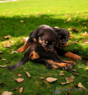 Zdjęcie №1. rottweiler - na sprzedaż w Sevetal | 2774zł | Zapowiedź №175000