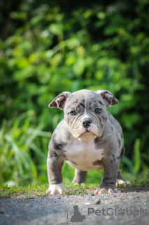 Zdjęcie №2 do zapowiedźy № 104063 na sprzedaż  american bully - wkupić się Białoruś od żłobka