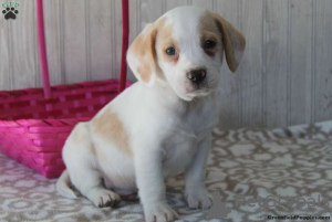 Zdjęcie №2 do zapowiedźy № 69914 na sprzedaż  beagle (rasa psa) - wkupić się USA 