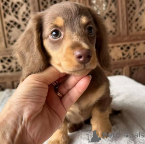 Zdjęcie №1. jamnik - na sprzedaż w Helsinki | 2631zł | Zapowiedź №159466