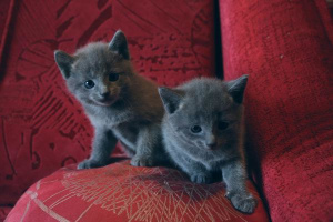 Dodatkowe zdjęcia: Sprzedam kocięta rosyjskiego niebieskiego kota