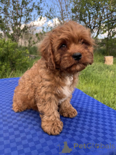 Zdjęcie №3. Cavapo Cavapoo. Ukraina