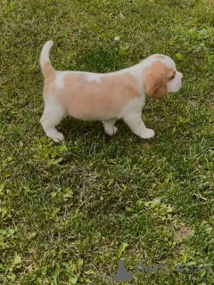 Zdjęcie №3. Beagle Puppy. Serbia