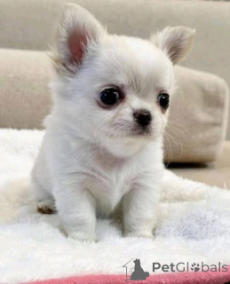 Zdjęcie №3. Badania weterynaryjne Szczenię przeszkolone w klatce Świadectwo zdrowia. Australia