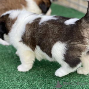 Zdjęcie №2 do zapowiedźy № 172956 na sprzedaż  alaunt - wkupić się Meksyk prywatne ogłoszenie