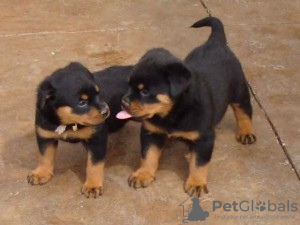 Zdjęcie №1. rottweiler - na sprzedaż w Berlin | 3614zł | Zapowiedź №17017