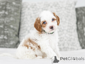 Zdjęcie №1. labradoodle - na sprzedaż w Badgastein | negocjowane | Zapowiedź №155607