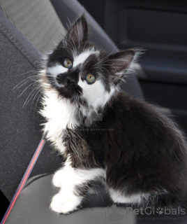 Zdjęcie №1. maine coon - na sprzedaż w Chichester | 2541zł | Zapowiedź № 139147