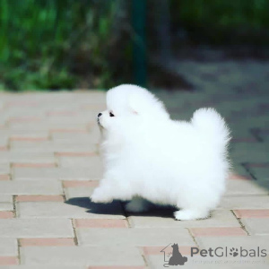 Zdjęcie №4. Sprzedam  w Sewilla.  - cena - negocjowane