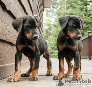 Zdjęcie №1. doberman - na sprzedaż w Helsinki | negocjowane | Zapowiedź №108684