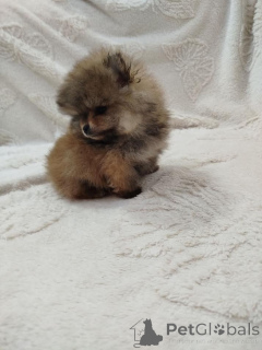 Zdjęcie №2 do zapowiedźy № 138966 na sprzedaż  szpic miniaturowy - wkupić się Serbia hodowca