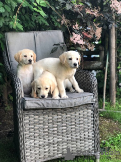 Zdjęcie №3. Chiots Labrador Prêts pour leur foyer pour toujours !. Francja