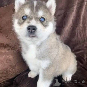 Zdjęcie №4. Sprzedam  w Berlin.  - cena - negocjowane