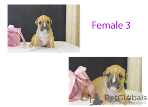 Zdjęcie №3. Szczenięta rasy American Staffordshire Terrier. Białoruś