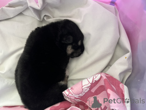 Zdjęcie №3. Dam szczeniaka w dobrych rękach. Białoruś