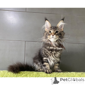 Zdjęcie №1. maine coon - na sprzedaż w Germering | 1674zł | Zapowiedź № 174405
