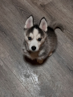 Zdjęcie №1. husky syberyjski - na sprzedaż w Monachium | negocjowane | Zapowiedź №179016