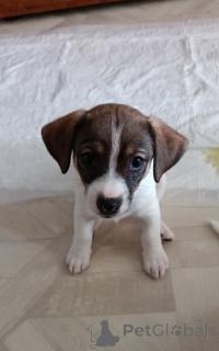 Zdjęcie №3. Szczenięta. Federacja Rosyjska