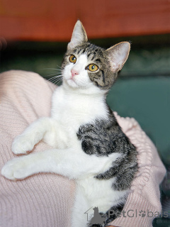 Zdjęcie №1.  - na sprzedaż w Moskova | Bezpłatny | Zapowiedź № 164560